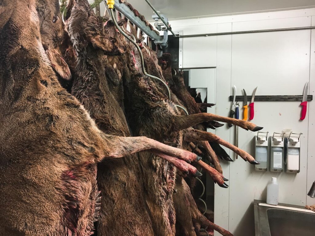 Wildbrethygiene  im Jagdbetrieb- Die amtliche Fleischunteruchung