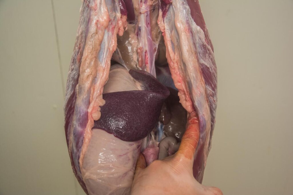 Wildbrethygiene  im Jagdbetrieb- Totbeschau der Organe auf bedenkliche Merkmale