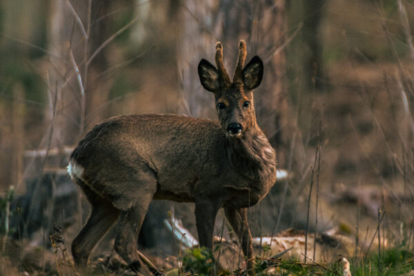 die-bockjagd-jagd-auf-rehb-cke