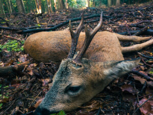 die-bockjagd-jagd-auf-rehb-cke