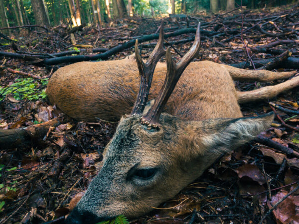die-bockjagd-jagd-auf-rehb-cke