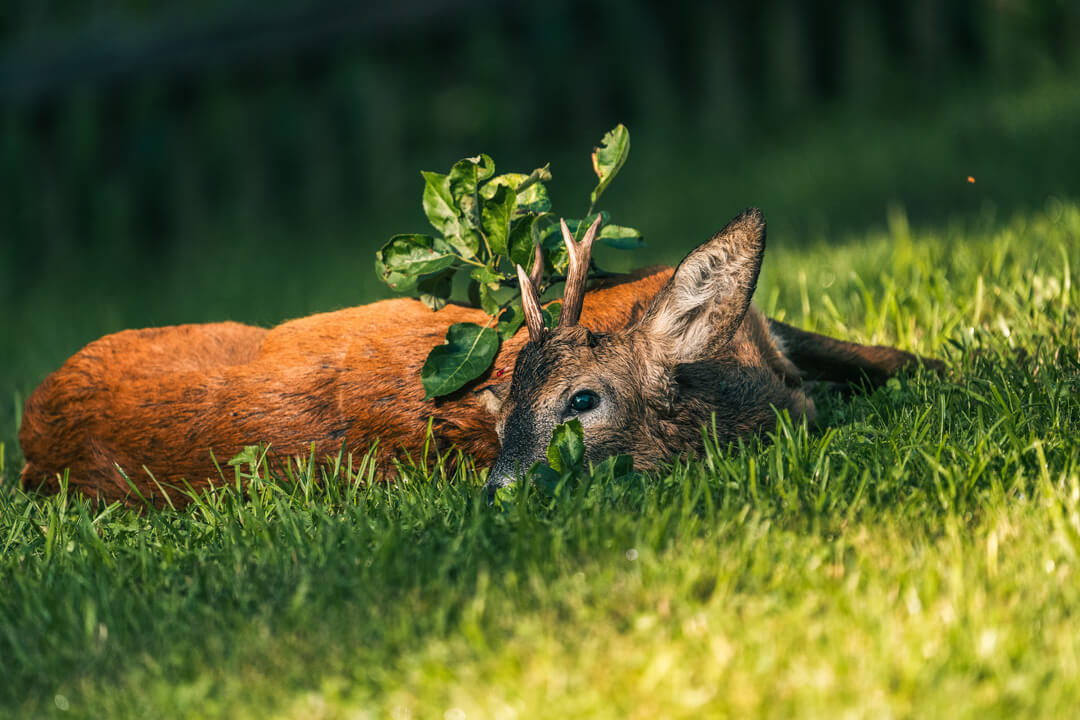 die-bockjagd-jagd-auf-rehb-cke