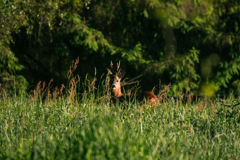die-bockjagd-jagd-auf-rehb-cke