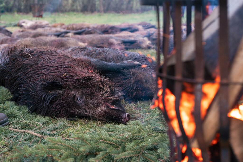 Schwarzwild auf der Strecke an einem Feuerkorb nach der Drückjagd