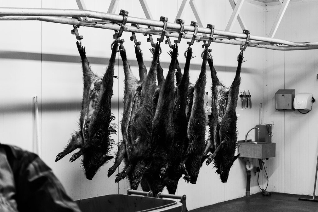 Das Wild hängt kopfüber in der Wildkammer