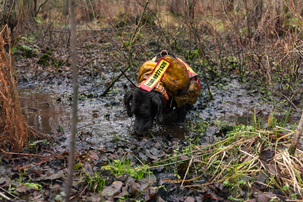 Erschöpfter Jagdhund im Moor am Ende des Treibens
