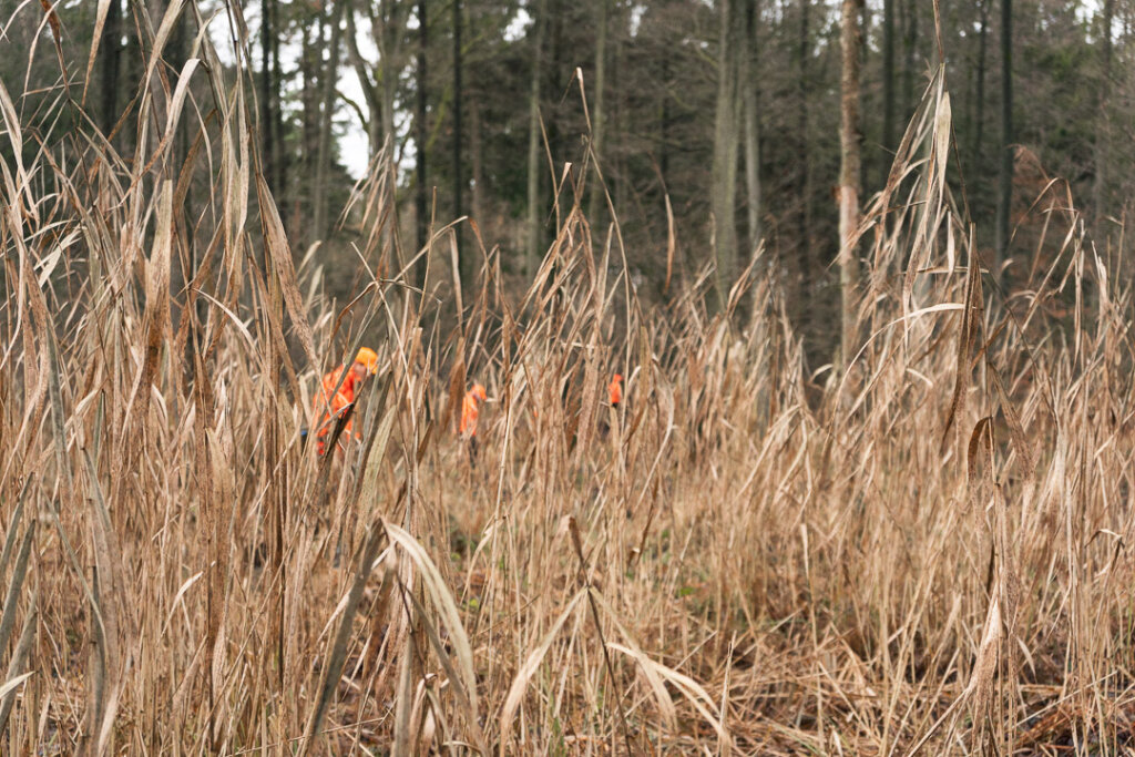 Treiber im Schilf bei der Gesellschaftsjagd