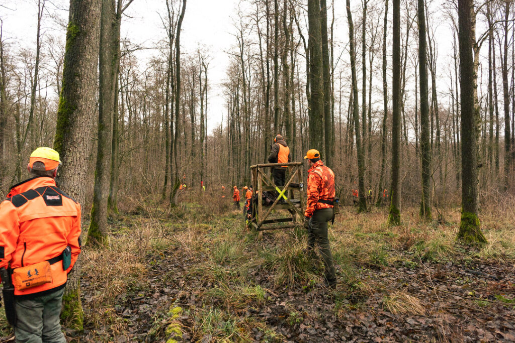 Eine Treiberwehr am Stand des Schützen bei der Drückjagd