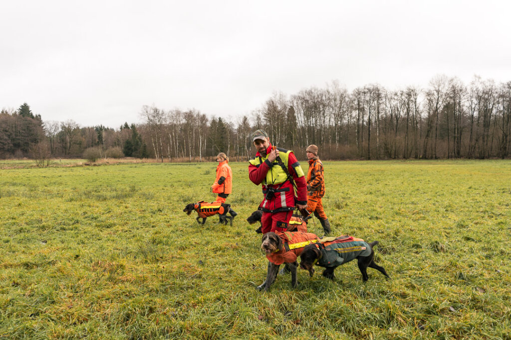 Vorstehende bei der Drückjagd mit ihrem erfahrenen Hundeführer
