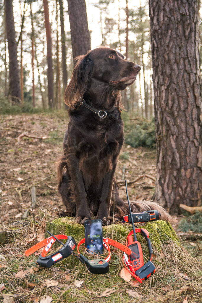 Deutschlanghaar mit Hundeortungsgeräten von Tracker, Garmin, B- Bark und Ultracom
