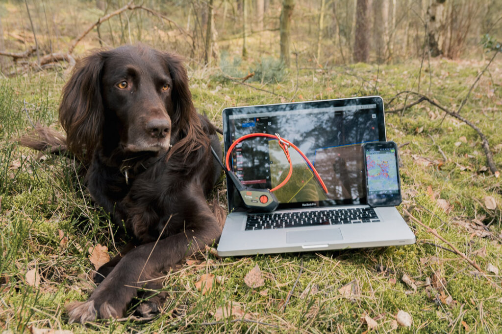 Deutschlanghaar Jagdhund mit Laptop und Hundeortungsgerät Tracker Supra von Tracker