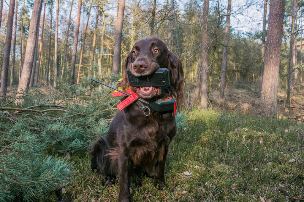 Eine gute Lösung: Hundeortung von Tracker, das Supra ideal für die Drückjagd