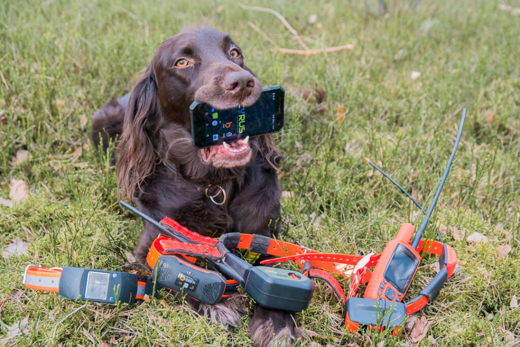 Jagdhund Deutsch Langhaar Solojägers Xinta mit Hundeortungsgeräten