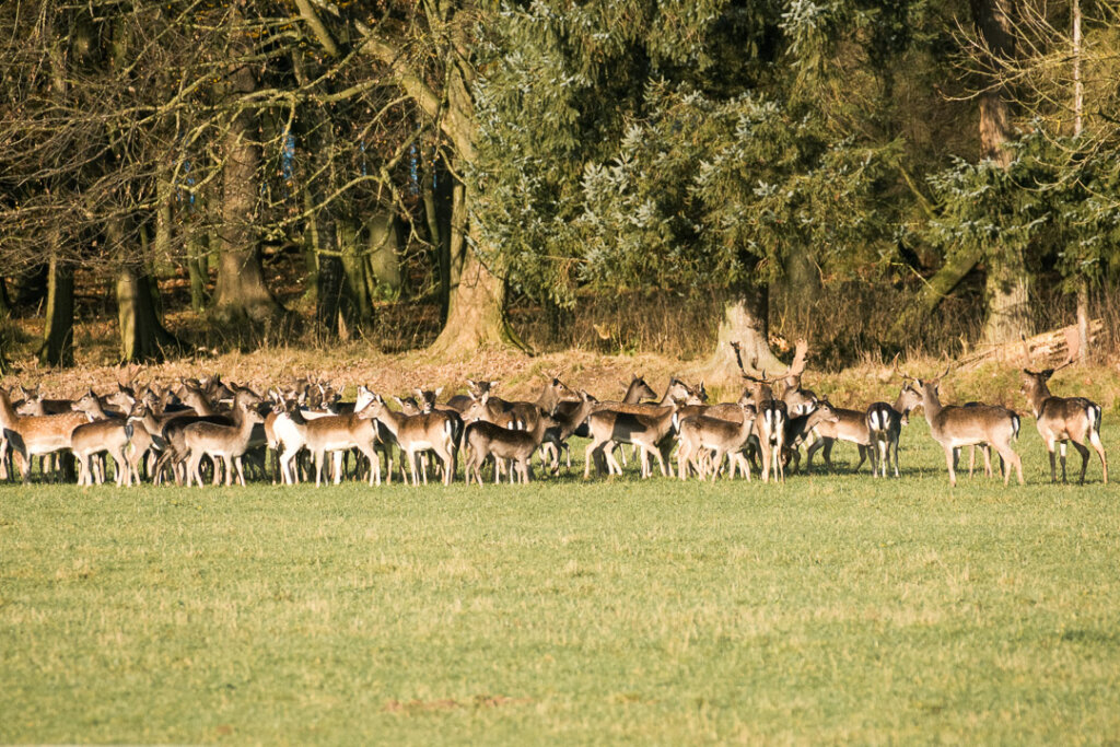 Damwildrudel während der Drückjagd- Fehlabschüsse führen oft zu Sanktionen