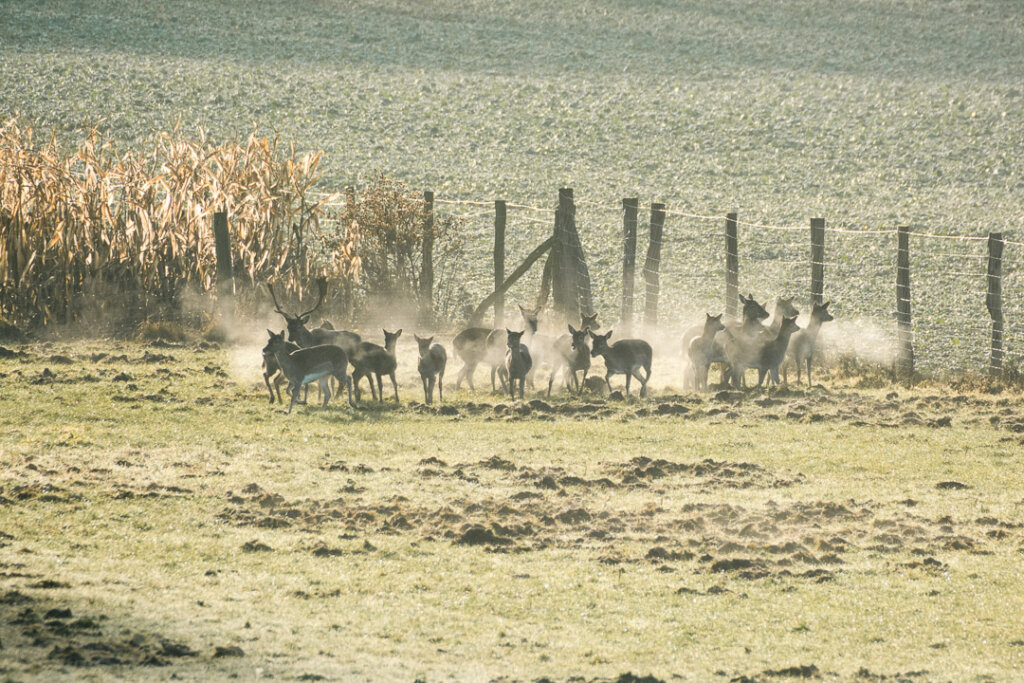 Zwangswechsel bei der Drückjagd gekonnt einsetzen, wie hier der Zaun