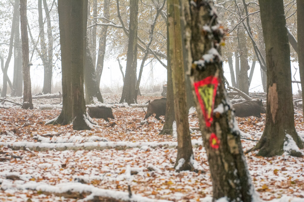 Sauen im Schnee bei der Drückjagd in der Sicherheitszone