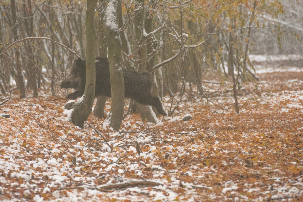 Schwarzwald an einem guten Stand bei der Drückjagd