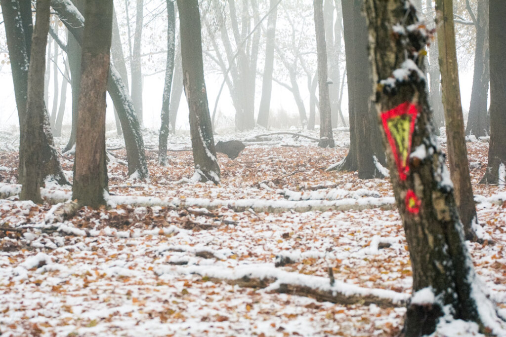 Sau im Winter bei der Drückjagd im Treiben mit Nebel und Schnee