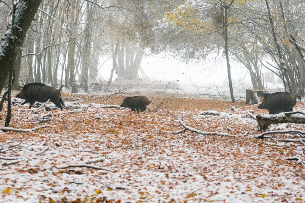 Sauen auf einer Schneise bei einer Drückjagd- Ein sehr guter Stand