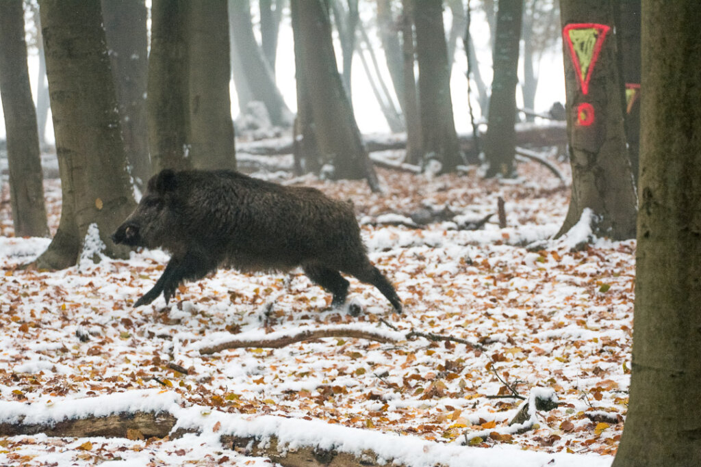 Sicherhaitsbereiche für die Drückjagd- Hier mit einem Keiler neben dem Gefahrenbereich