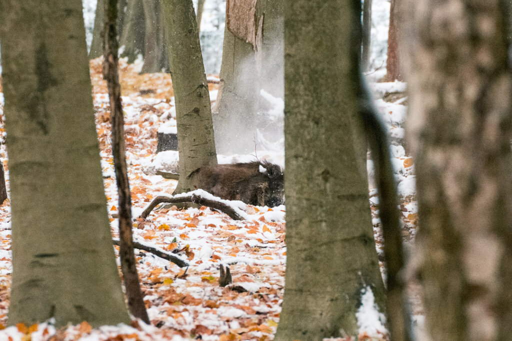 Die Hunde müssen bei der Drückjagd auch Zeit und Gelegenheit haben zu arbeiten