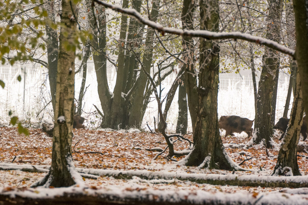 Ohne Kugelfang geht es nicht bei der Drückjagd: Hier eine Traumsituation, aber kein freies Schussfeld- somit kein Schuss