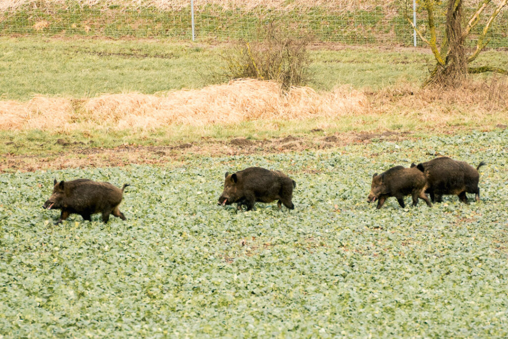 Sauen bei der Drückjagd- Welche hier geschossen werden hängt von der Freigabe ab