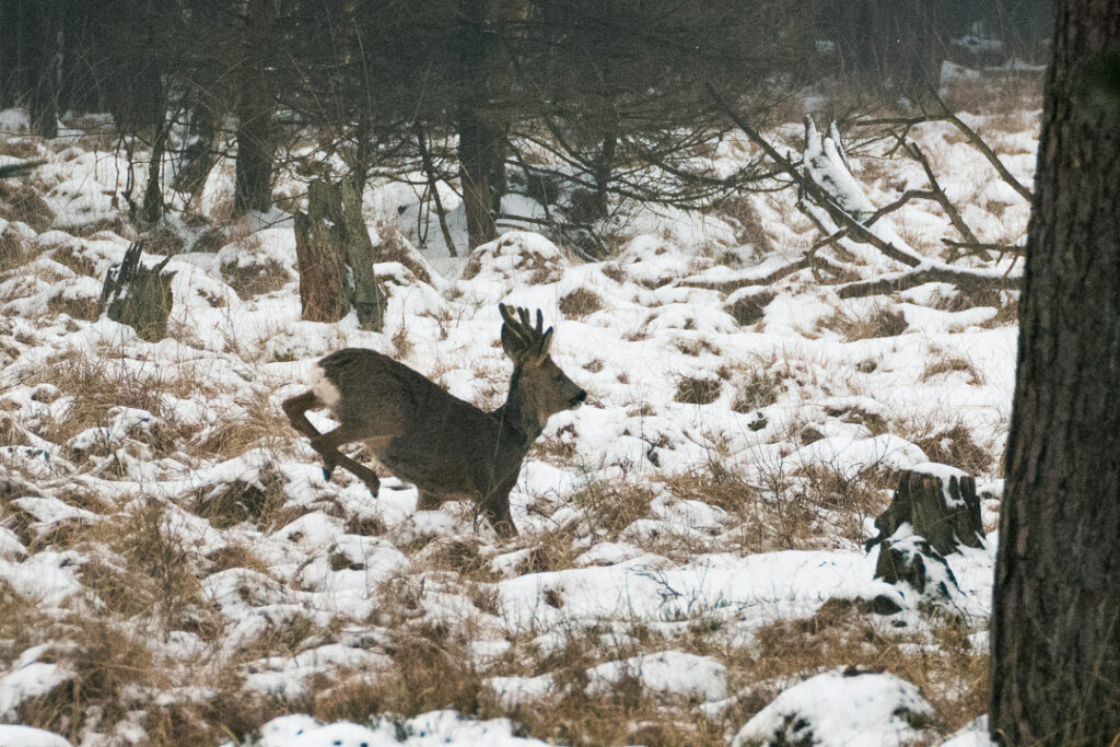 Nach der Wintersonnenwende soll Wiederkäuendes Schalenwild nicht mehr beunruhigt werden. Dieser Rehbock flüchtet während der winterlichen Drückjagd im Dezember