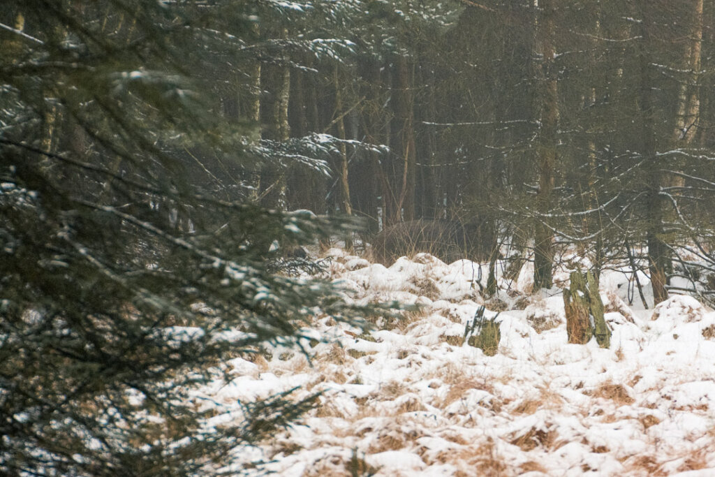 Bache im Schnee bei der Drückjagd