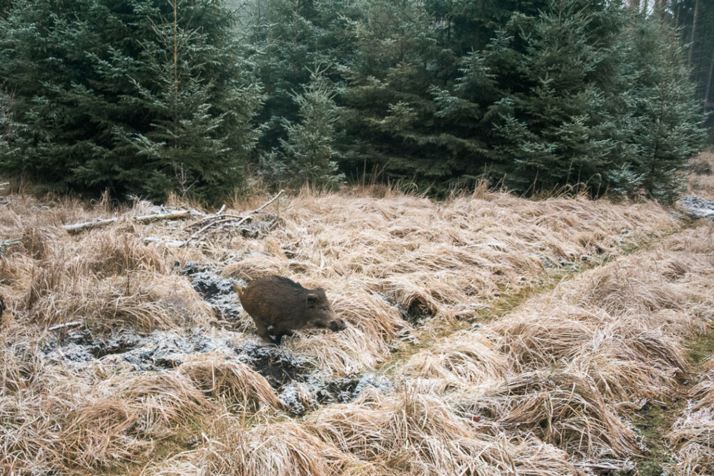 Frischling in brauner Schwarte flüchtet durch die Drückjagd- Treiberwehr