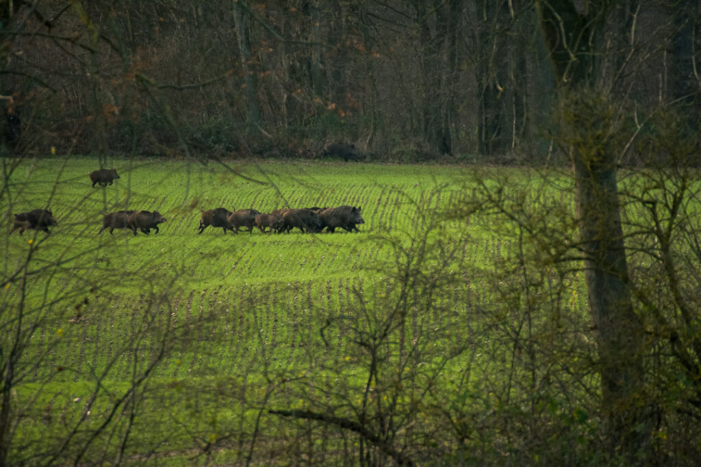 Lüneburger Modell für die Schwarzwildbejagung auch bei der Drückjagd wichtig, so wie bei den Sauen auf dem Acker