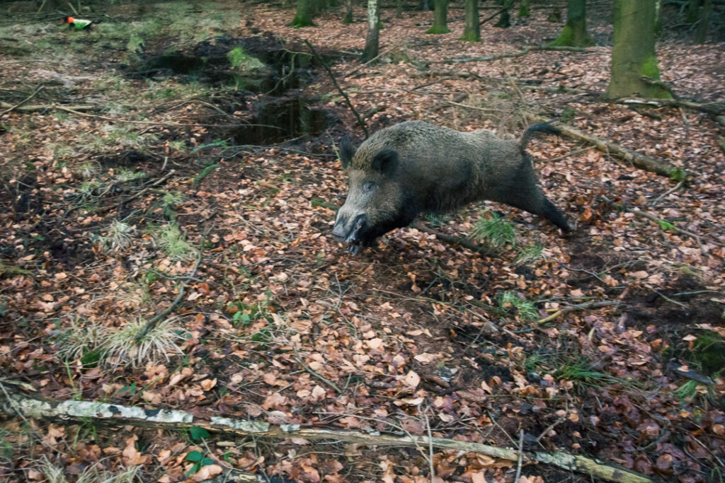 Überläufer flüchtet auf nächste Nähe im Treiben der die Treiberwehr der Drückjagd