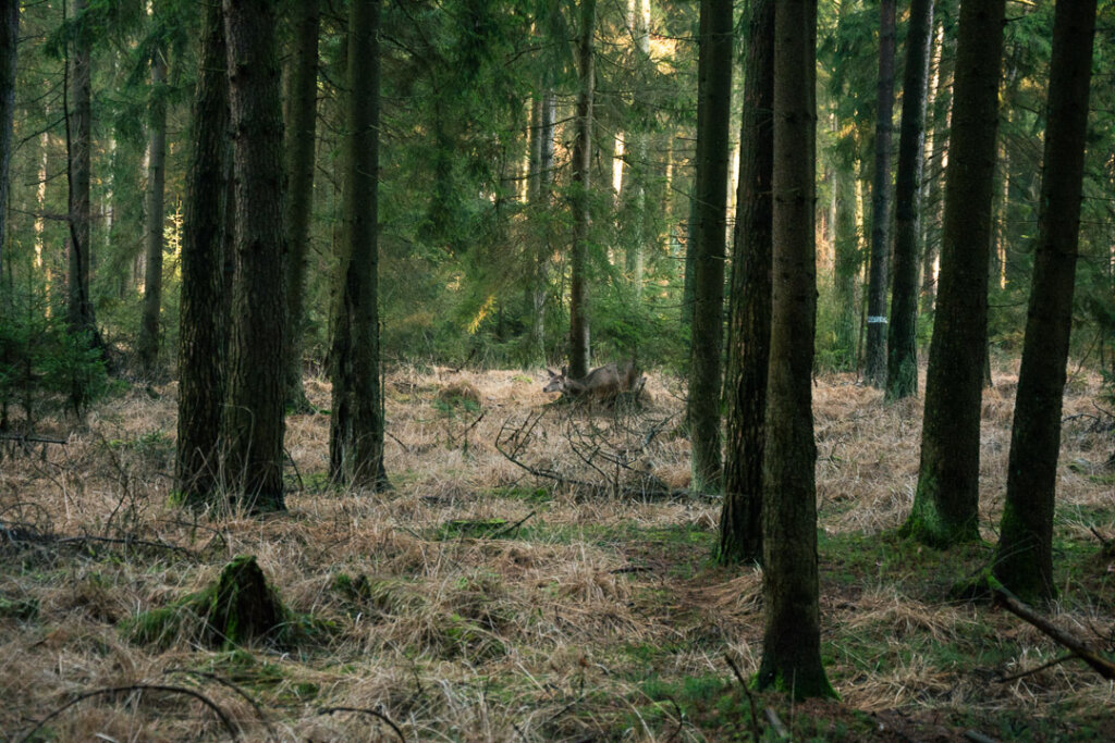 Rotwild während der Flucht auf einem Wechsel nahe dem Wildeinstand