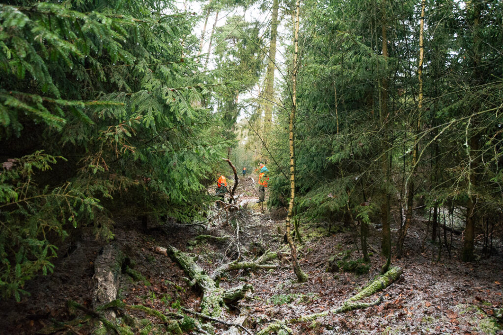 Treiberwehr auf einer Schneise in Mitten der Fichtendickung bei der Dürckjagd auf Schwarzwild