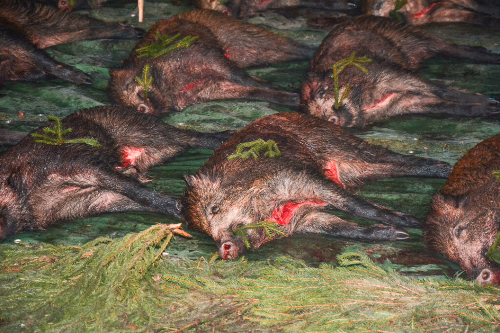 Wild auf der Drückjagdstrecke mit letztem bissen und Inbesitznahmebruch- Jagdliches Brauchtum!
