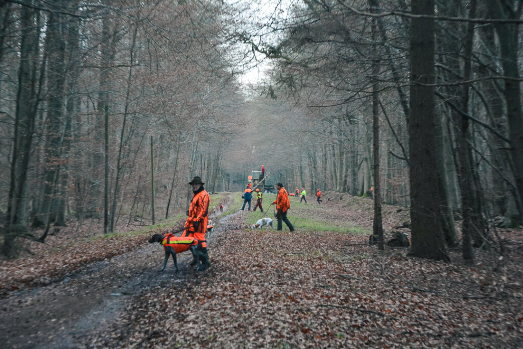 Treiber und Hundeführer auf der Schneise bevor die Jagdhunde bei der Gesellschaftsjagd geschnallt werden
