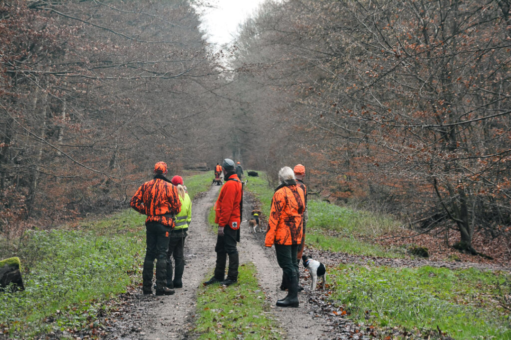 Durchgehschützen und Hundeführer schauen der Sau auf der Schneise zu, nicht ihre Aufgabe bei der Drückjagd