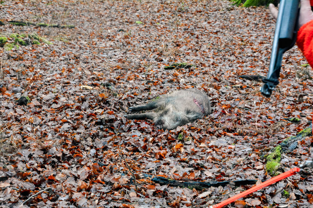 vom Durchgehschützen, einem Hundeführer erlegte Sau mit Fangschuss bei einer Drückjagd- Das ist auf kurze Distanz erlaubt