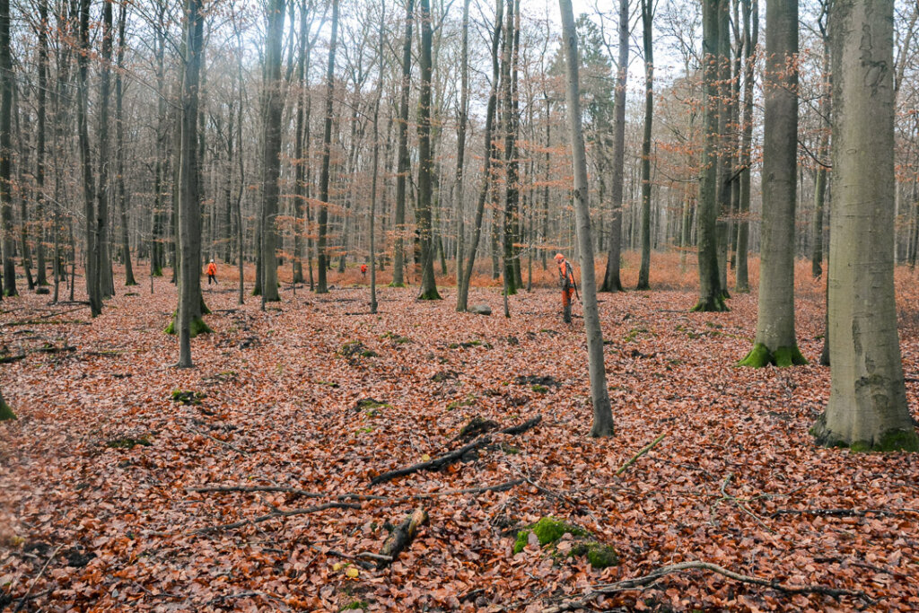 Die Treiberwehr in den Buchenrauschen kommuniziert durch lautes Rufen bei der Drückjagd