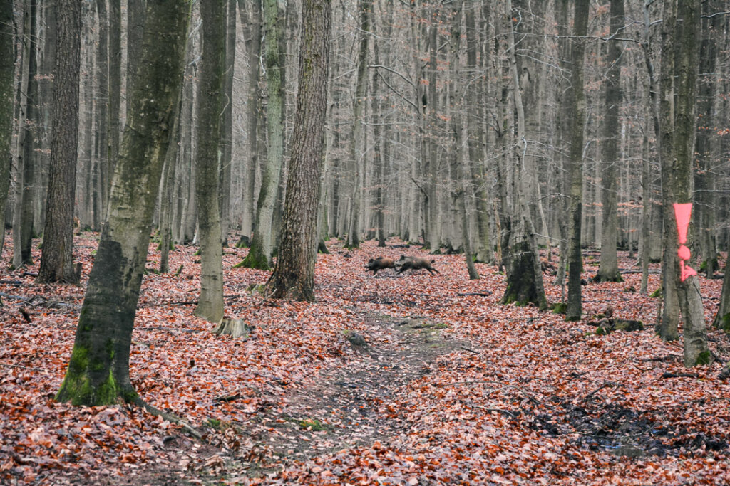 Sauen auf der Schneise bei der Drückjagd fast am Pirschweg