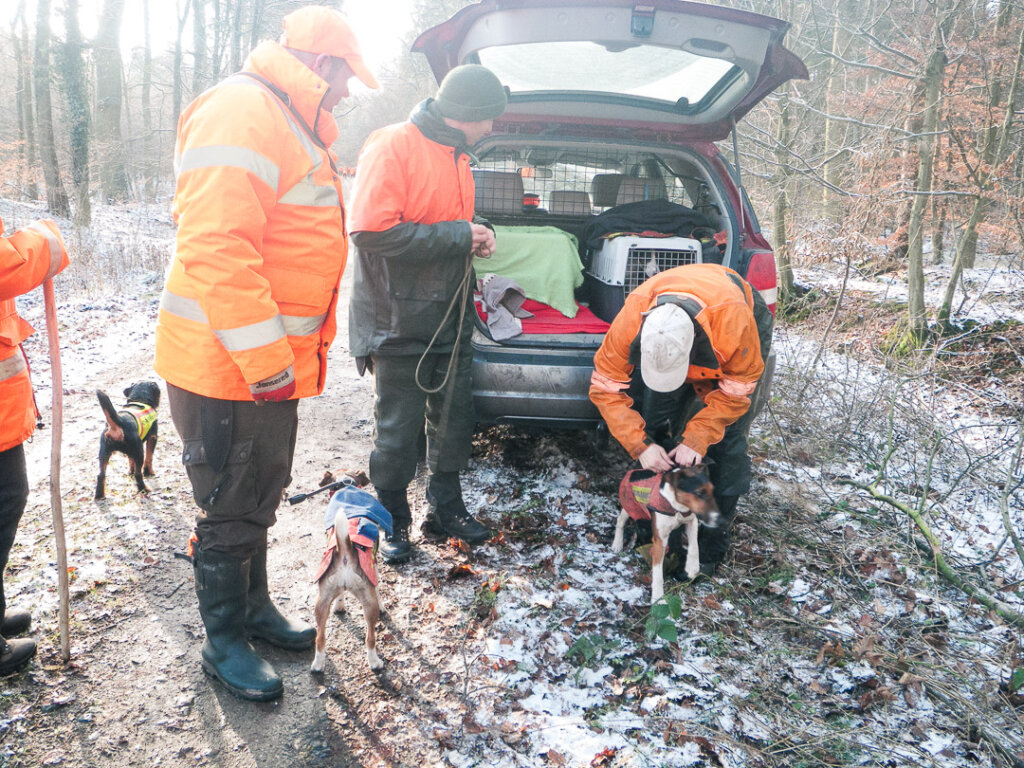 Vor der Drückjagd- Die Hunde werden fertig gemacht, die Schutzwesten angezogen