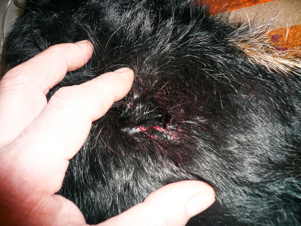 Geschlagener Hund einer Drückjagd: Erstehilfematerial ist unerlässlich