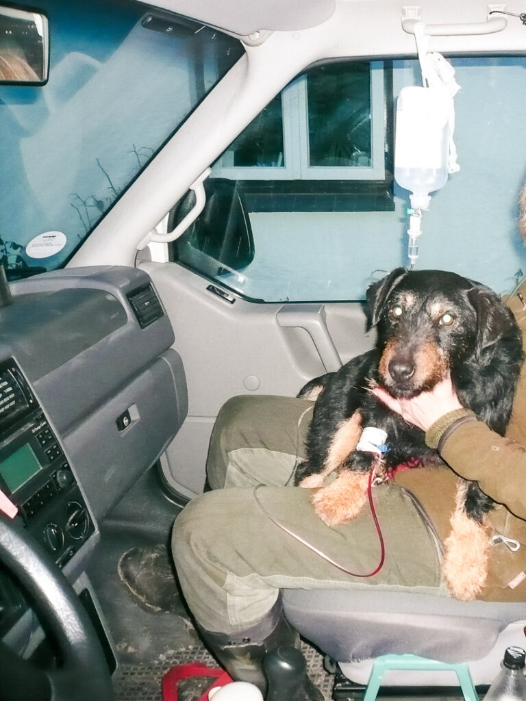 Auf der Drückjagd geschlagener Jagdhund wird vom zbV mit laufender Infusion zur Tierklinik gebracht