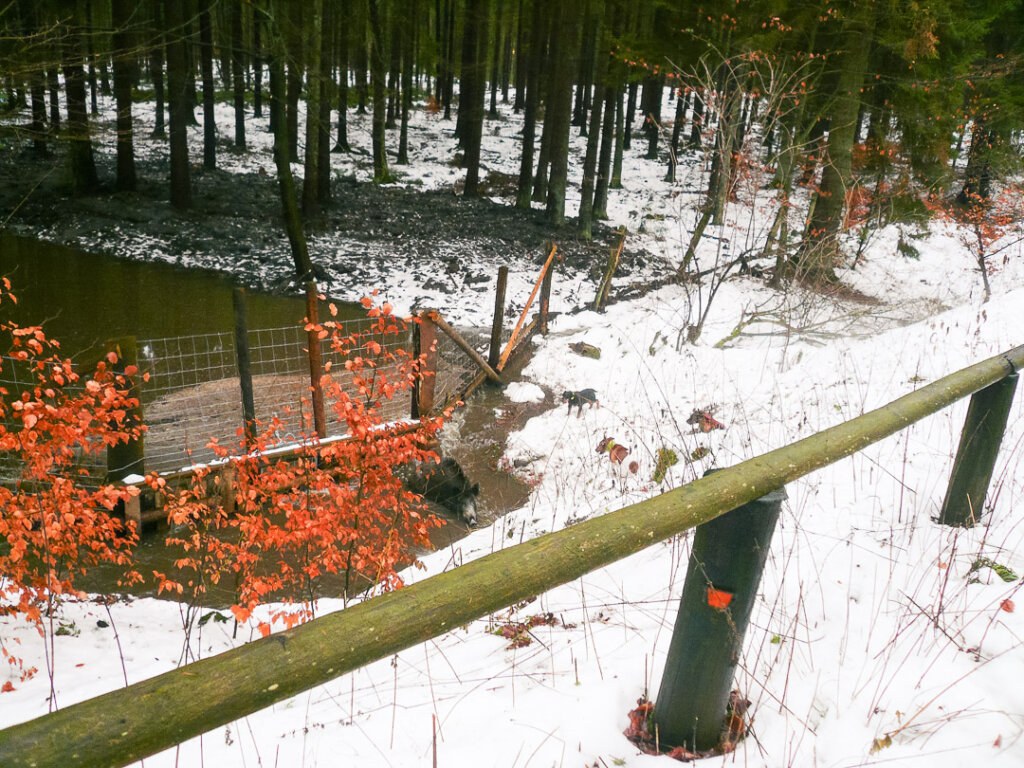 Eine Bache stellt sich am Zaun eines Wasserdurchlasses und ist gefährlich für die Hunde- Hier ist der Fangschuss vom Durchgehschützen bei der Drückjagd erlaubt