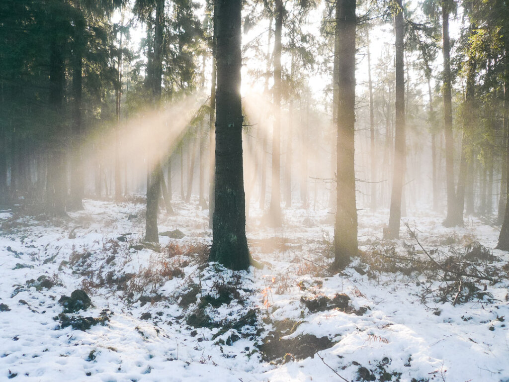 Funktionsträger einer Drückjagd haben volle Information- Im Wald unerlässlich