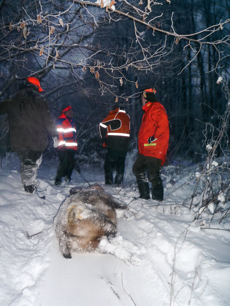 4 Jäger bergen einen Keiler im Schnee abends auf einer Drückjagd