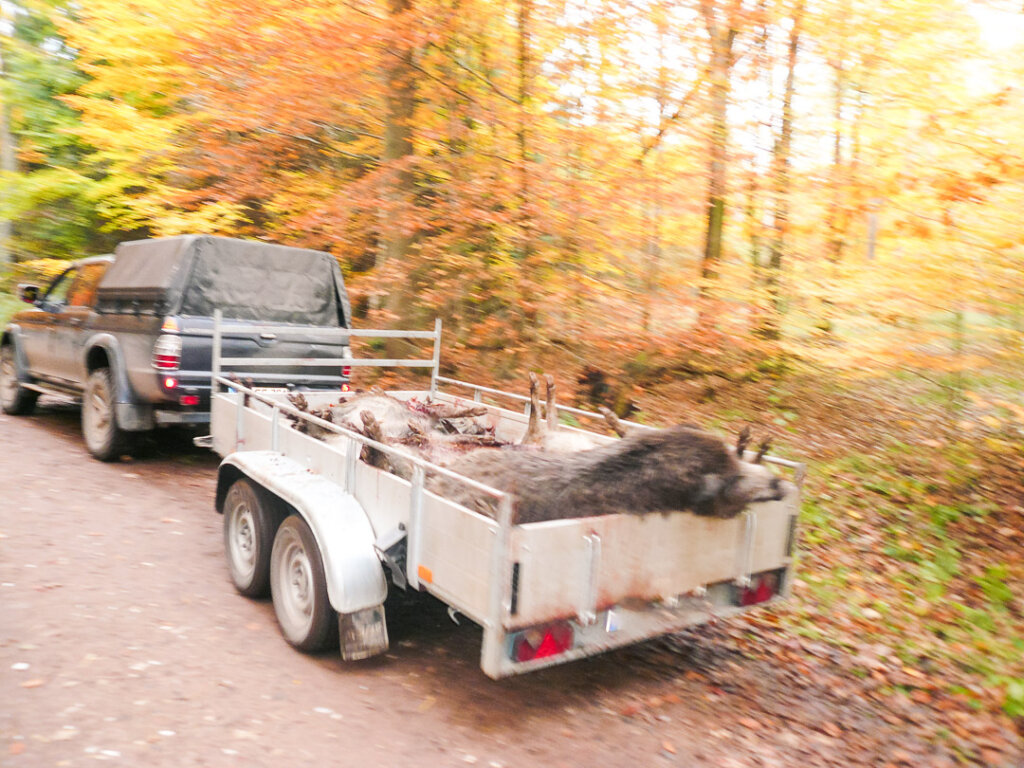 Mehrere erlegte Stücke Wild auf einem Anhänger am Ende der Drückjagd auf dem Transport zum Aufbrechplatz