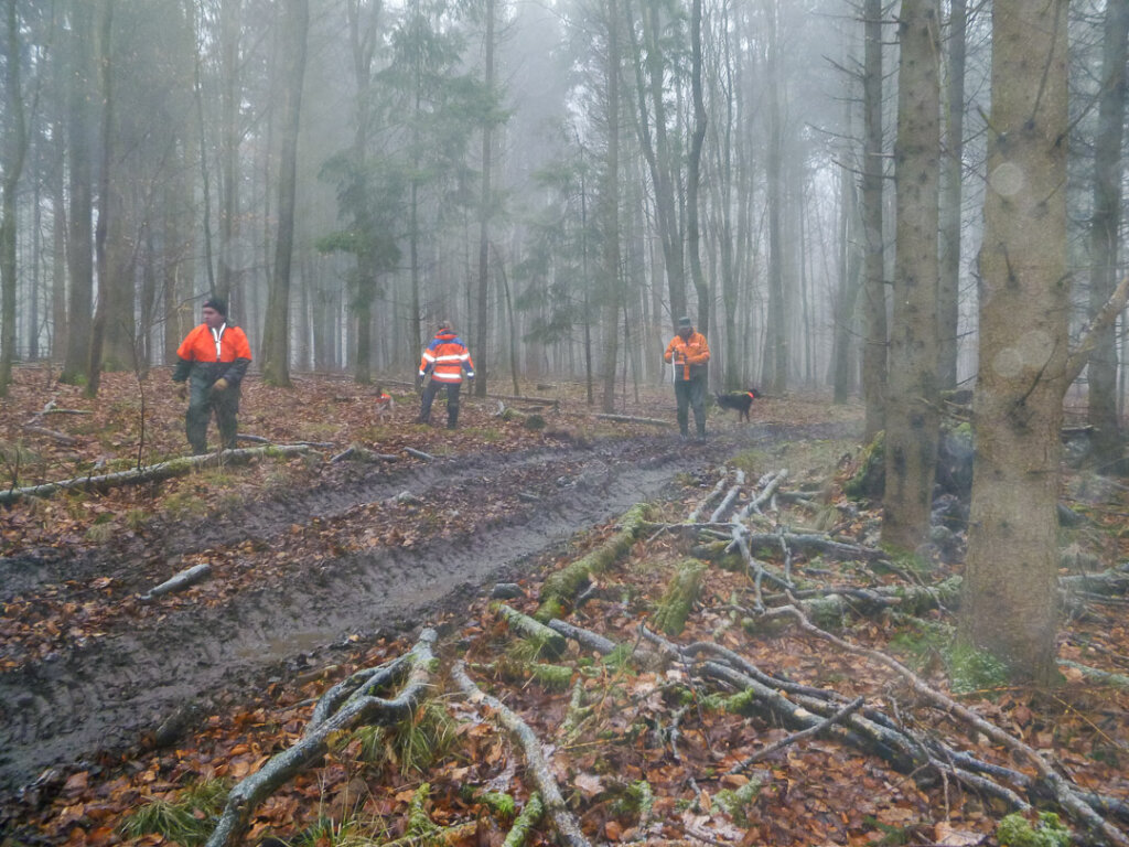 Eine kleine Drückjagdtreibergruppe mit ihren Hunden im Treiben am Dickungsrand im Altholz