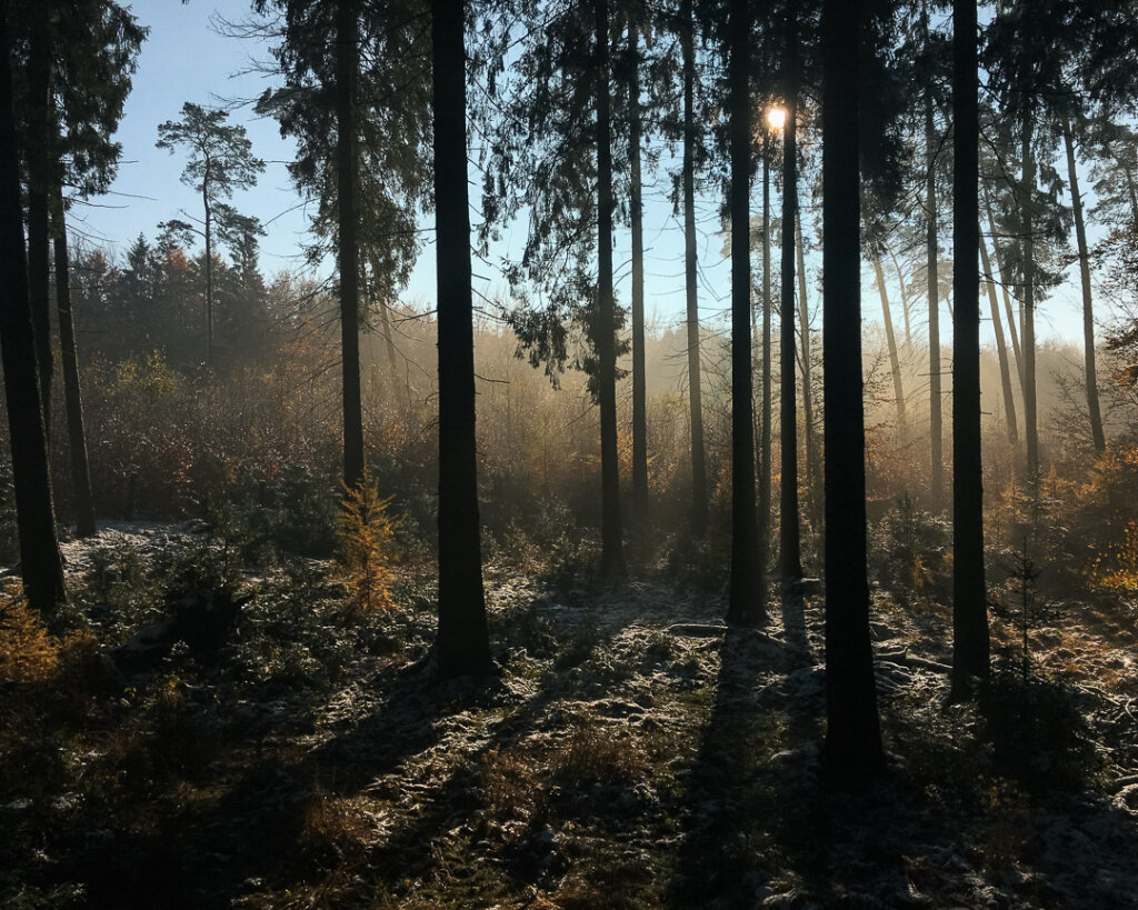 Blick vom Drückjagdhochsitz in den Wald zu Beginn des Treibens