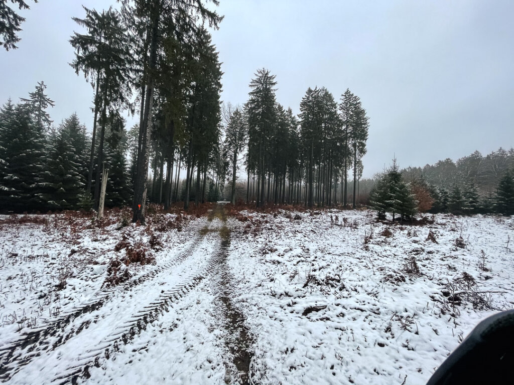 Drückjagd auf Rotwild und Schwarzwild: Ein hervorragender Drückjagdstand im Sachsenwald